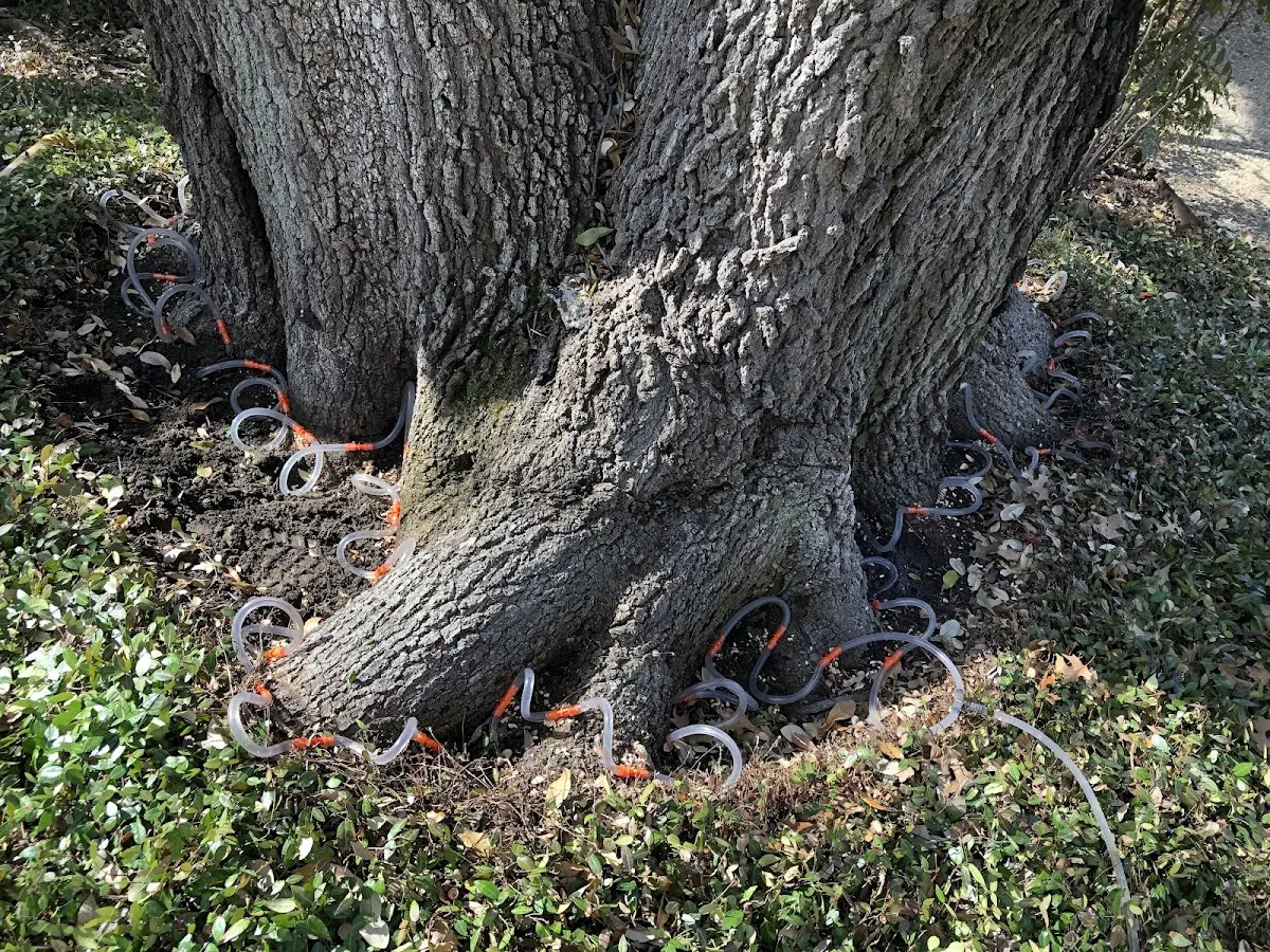 Detailed Tree Cabling and Bracing job site in Cannelton