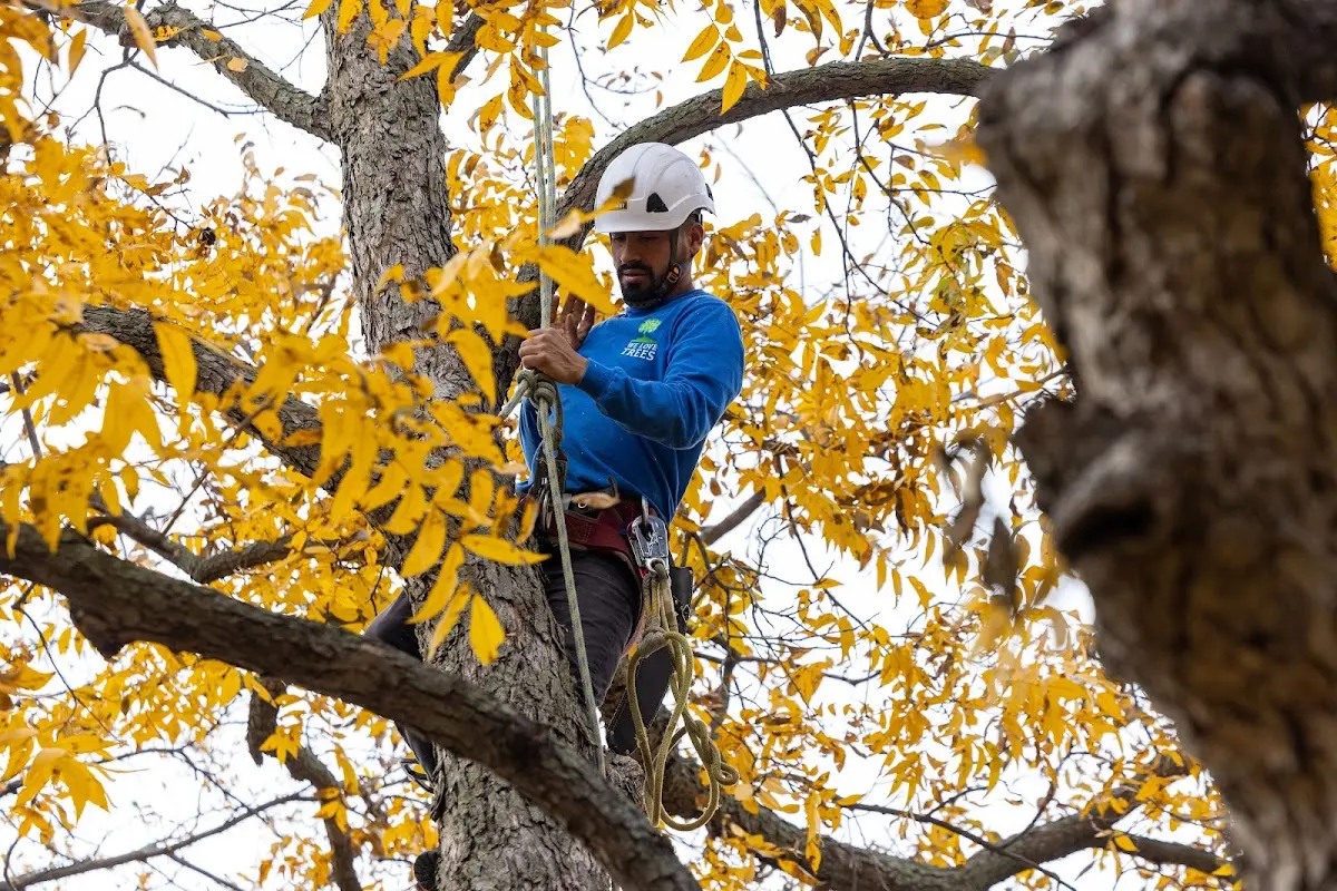 Skilled Tree Planing crew working in Cannelton